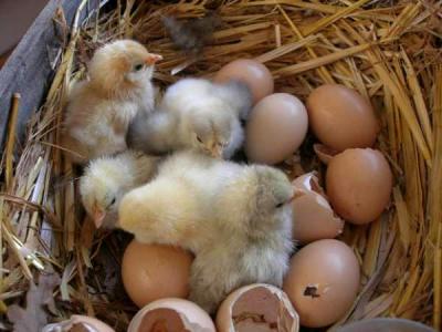 Poussins