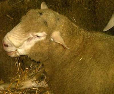 mouton