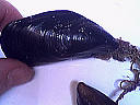 Moules à la crème - 3.1