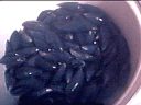 Moules à la crème - 11.1