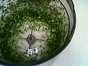 Soupe aux petits pois - 8.1