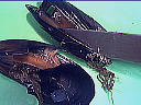 Moules aux carottes - 2.1