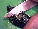Moules aux carottes - 3.3
