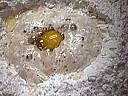 Pain brioché au chèvre - 3.2