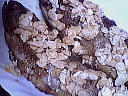 Truites aux amandes - 6.2