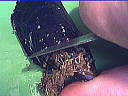 Salade tiède de moules aux primevères - 6.3