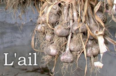 Photo : Gousses et têtes de l'ail