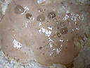 Image : Poolish