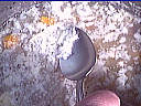 Image : Dégraissis