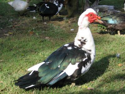 Photo : Le canard et son habitat