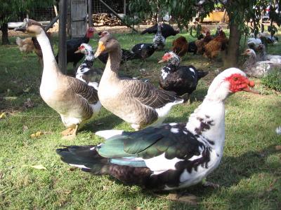 Photo : Canards gras