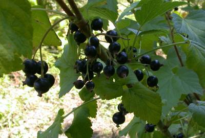 Photo : Plants de cassis