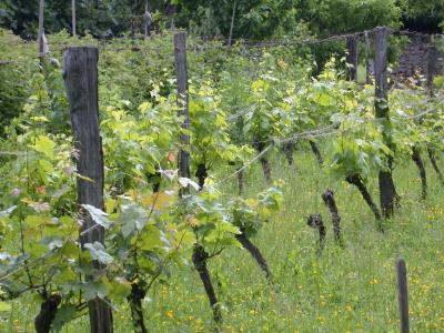 Photo : Vignes
