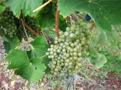 Image : Langage du vin (C)