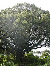 Image : Camphre