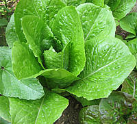 Image : Chlorophylle