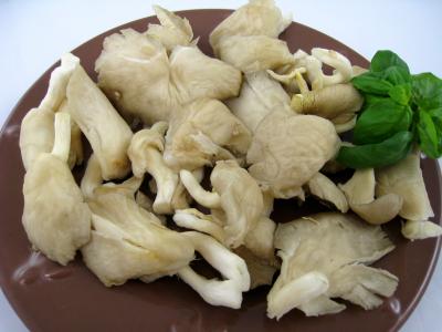 Photo : Pleurote