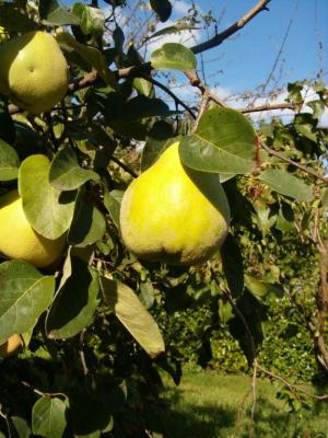 Photo : Cognassier et ses fruits