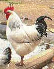 coq sussex