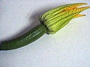 fleur de courgette