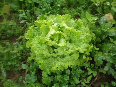 Photo : Salade batavia
