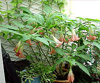 datura
