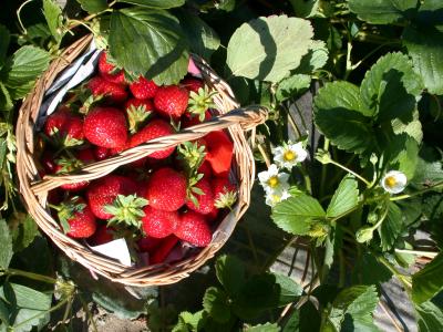 Photo : Panier de fraises