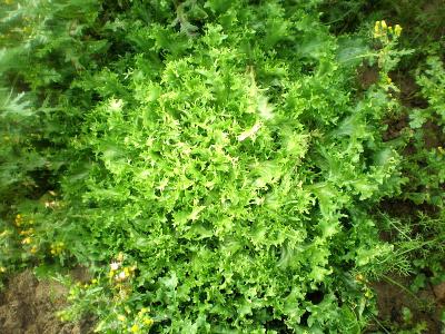 Image : Chicorée frisée