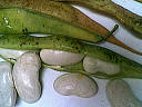 Haricot tarbais