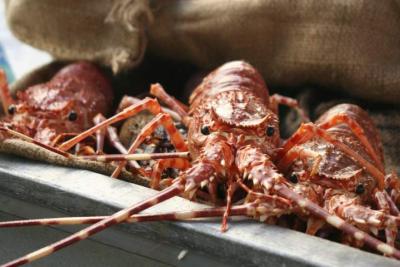 Photo : Langoustes