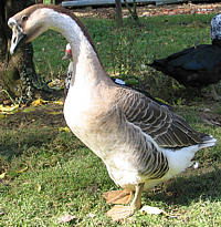 oie de guinée