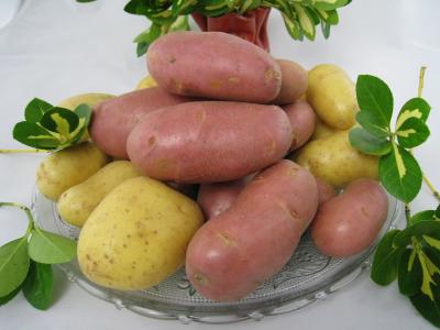 Photo : Pomme de terre