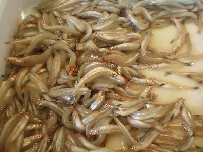 Photo : friture d'éperlans