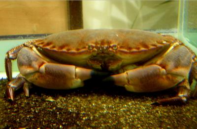 Image : Crabe