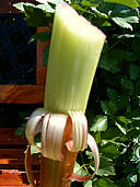 Rhubarbe