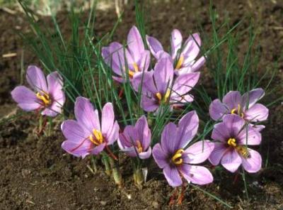 Photo : crocus-safran
