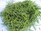 salicorne
