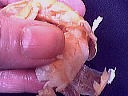 scampis ou langoustines pr&eacute;paration