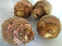rhizomes de topinambours
