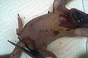 Cailles au chou - 5.1