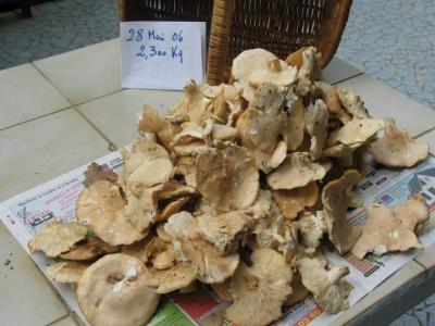 Image : Clitopile petite-prune