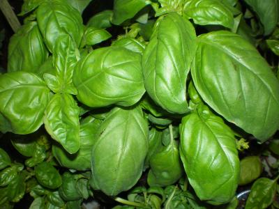 Image : Basilic
