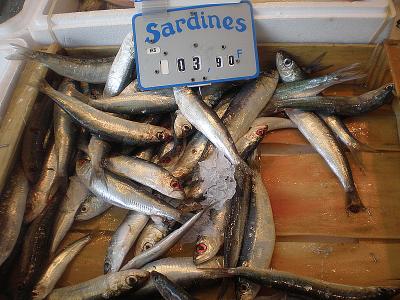 Photo : Sardine