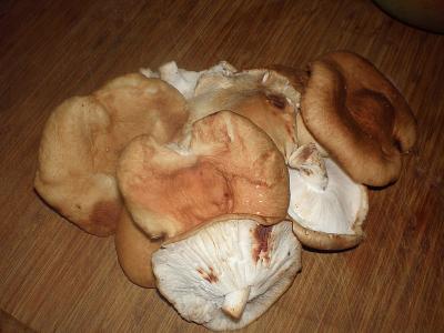 Image : Shiitaké ou shitake