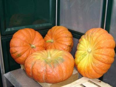 Image : Citrouille