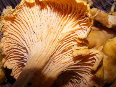 Image : Girolle ou chanterelle