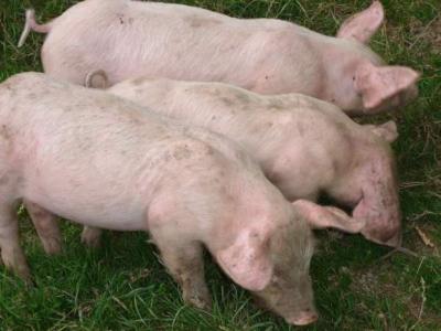 Photo : Porcs