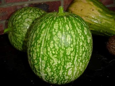 Image : Courge de Siam