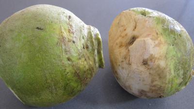 Photo : Deux rutabagas